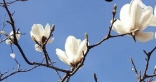 89c76785a8837fee532ae8fd7d0ee4d2_1712070685_6159.jpg